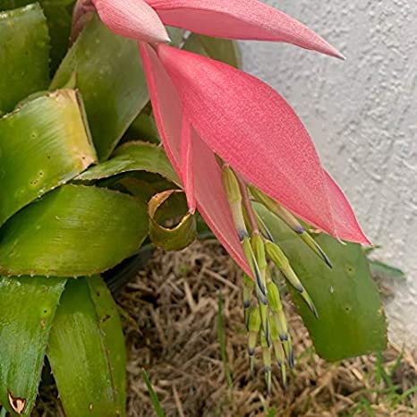 Bromelia lagrimas de reina