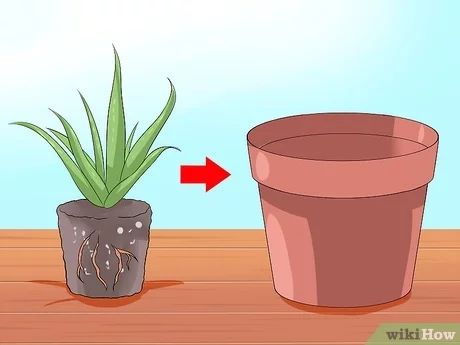 Como regar aloe vera