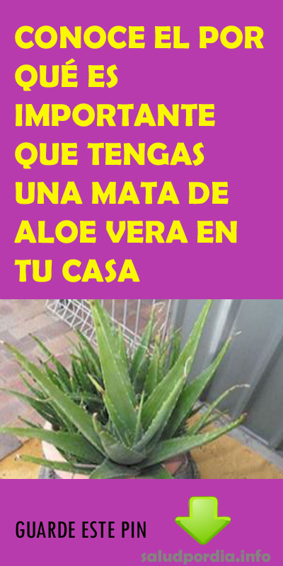 Aloe vera para hacer caca