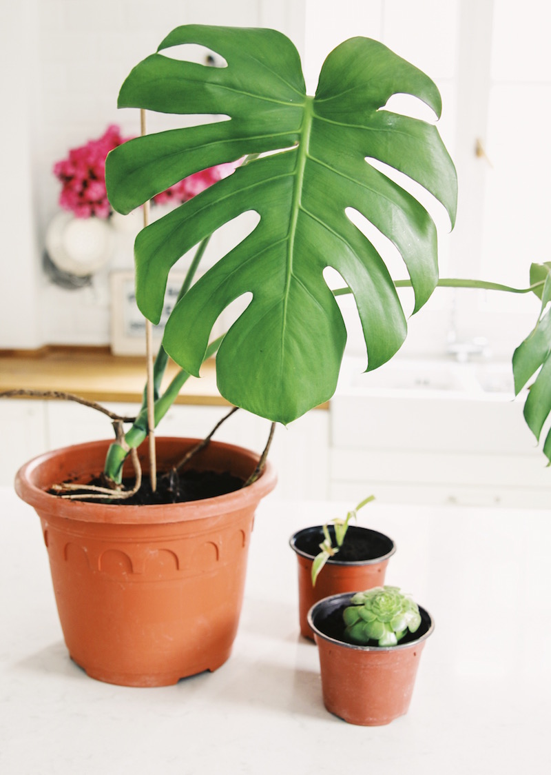 Planta del dinero sacar esquejes