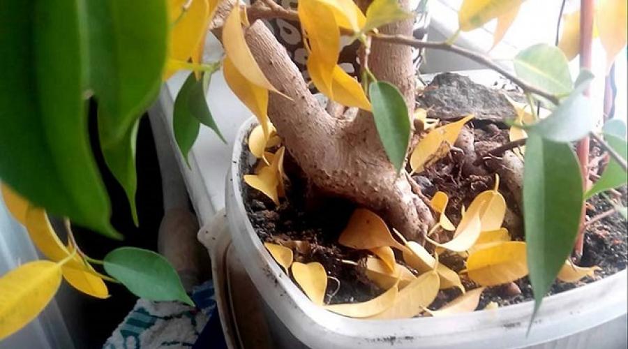 L ficus benjamina con hojas marrones