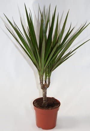 Planta de dracena