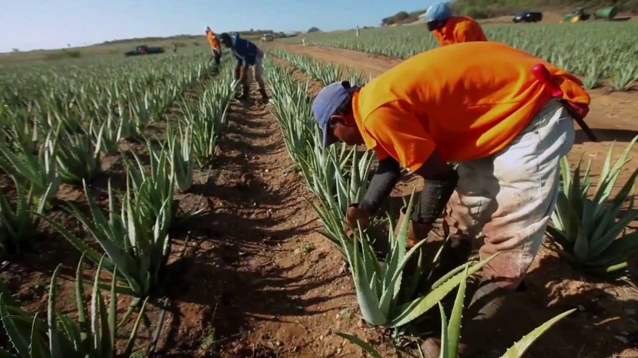 Como cosechar aloe vera