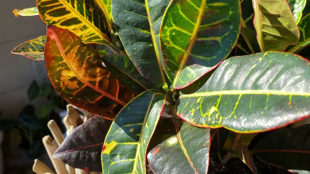 Croton nombre comun