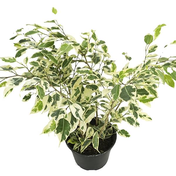 Ficus benjamina variegada