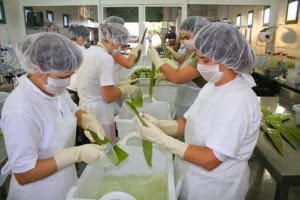 Como se procesa el aloe vera