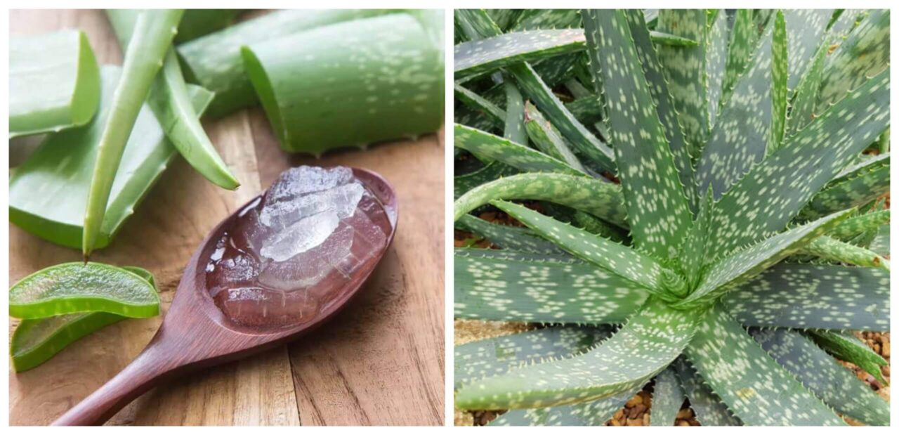 Aplicar aloe vera en el glande