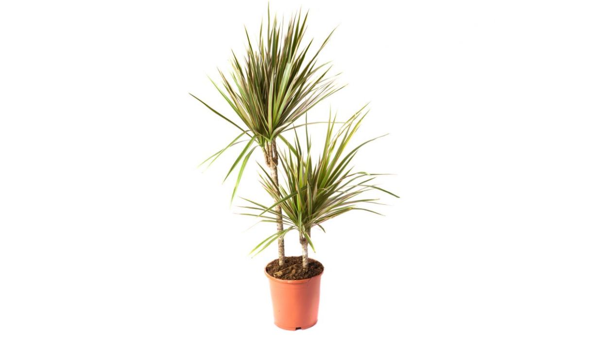 Planta palmera interior dracena cuidados