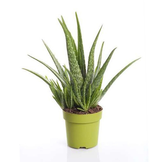 Aloe vera acheter plante