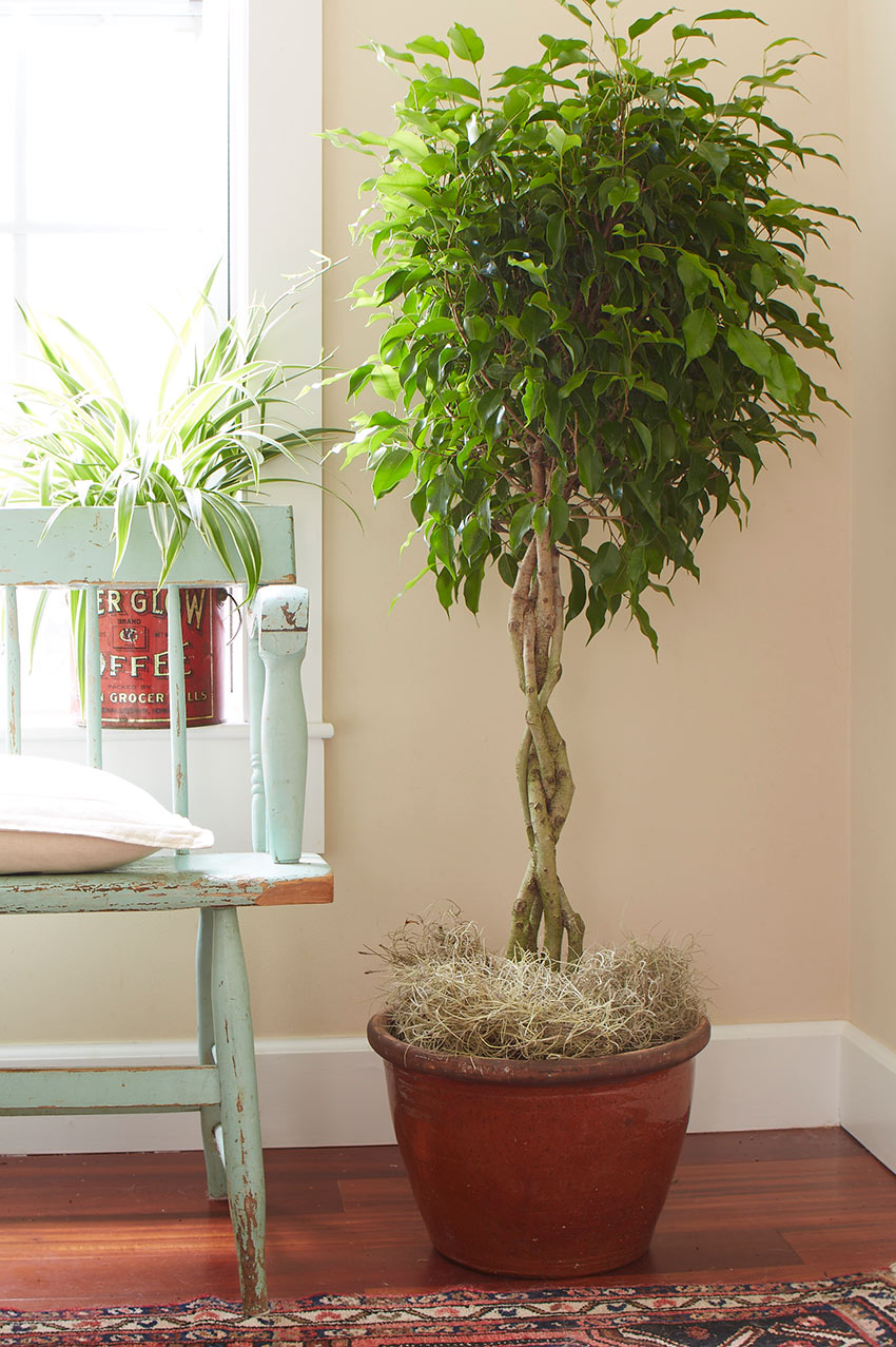 Cuidados del ficus benjamina trenzado