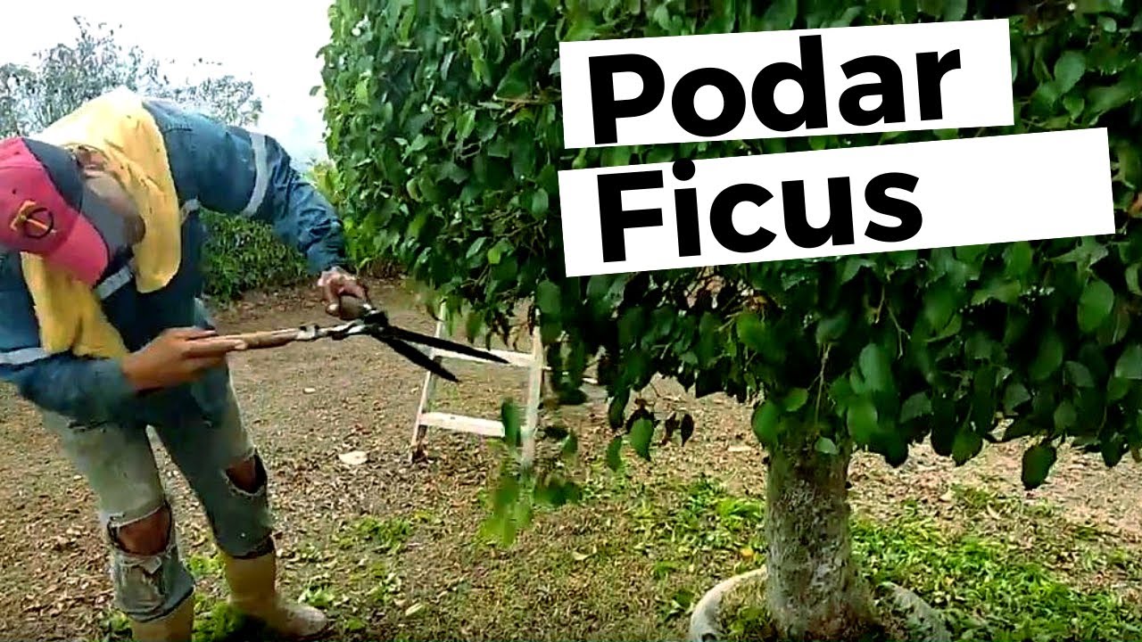 Cotar un arbol ficus benjamina por arriba