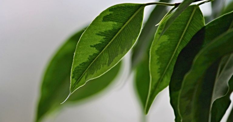 Ficus benjamina tronco manchas blancas