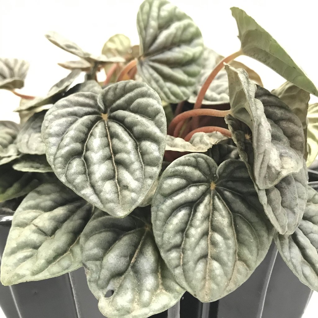 Peperomia argyreia comprar