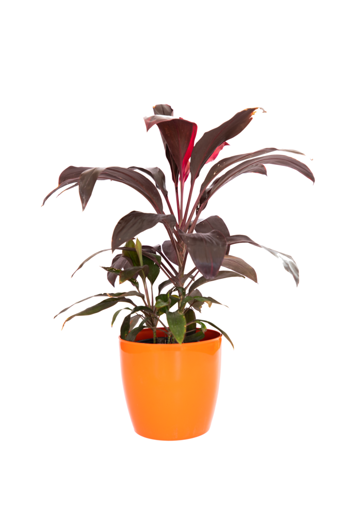 Cuantas veces se riega la dracena a la semana