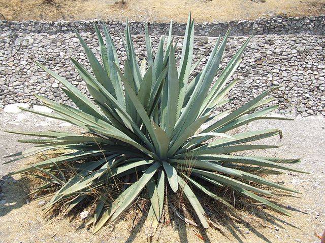 Aloe vera y vitamina e para las estrias