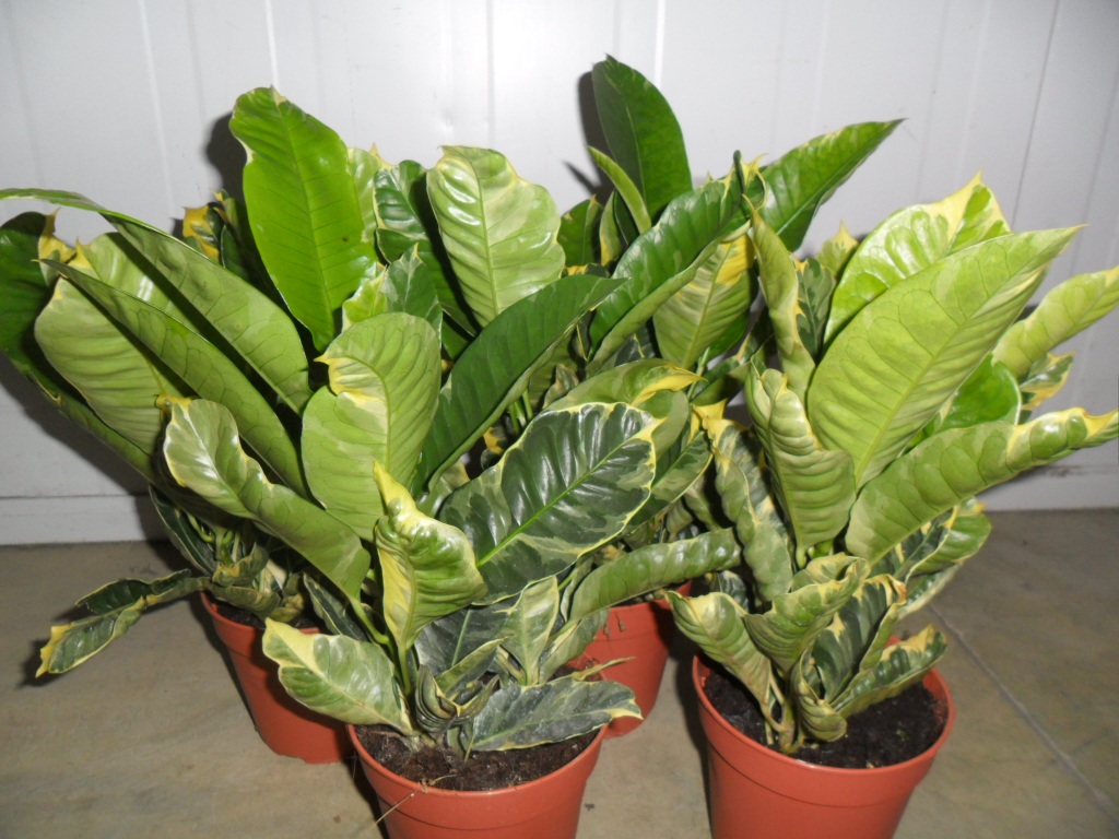 Croton cuidados fotos