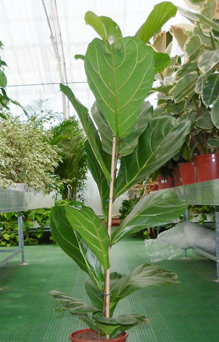 Ficus benjamina hojas rojizas