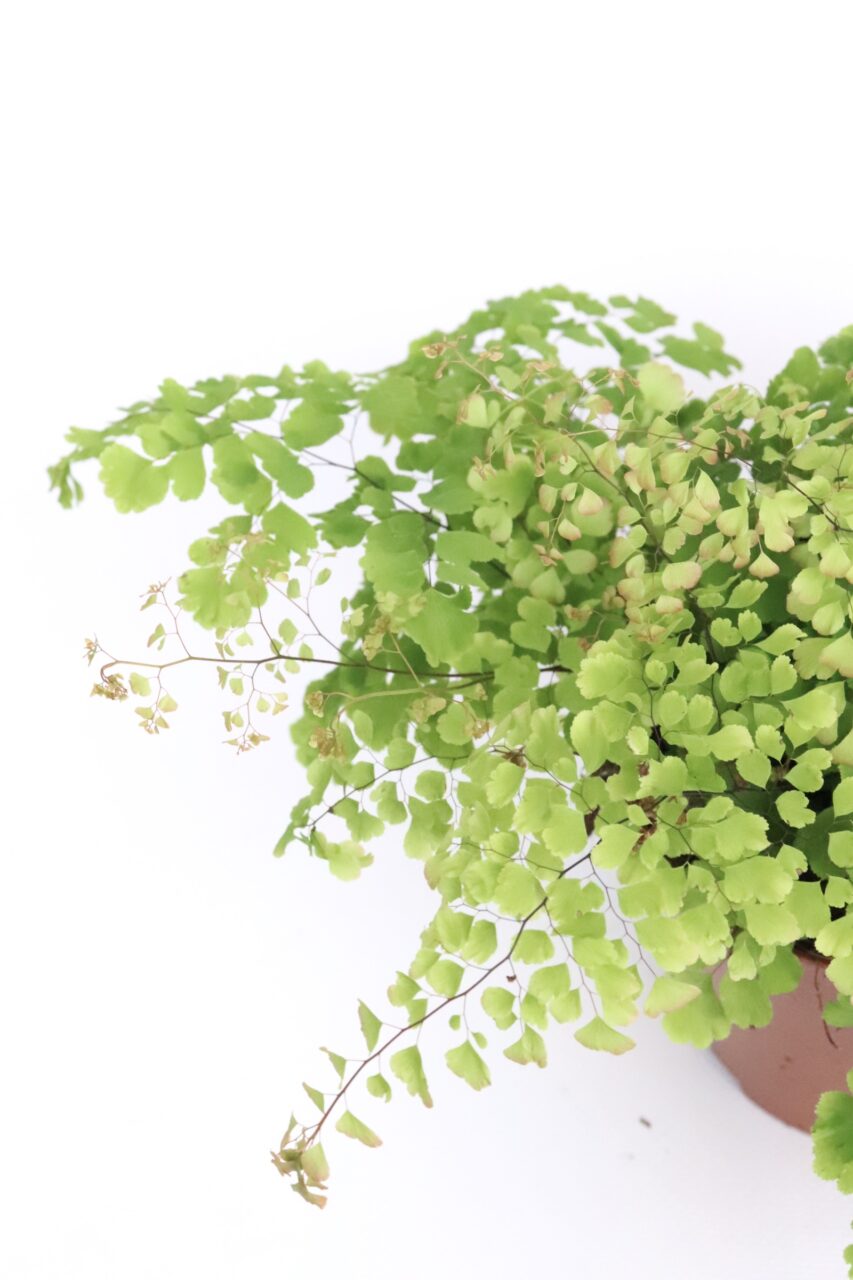 Adiantum raddianum gatos