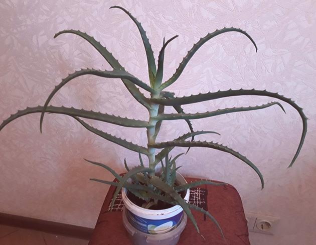 Enfermedades planta aloe vera