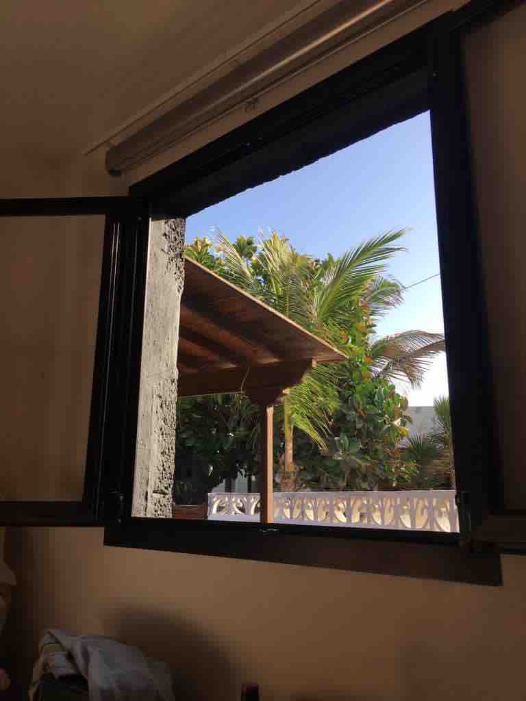 Comprar arbol cocotero en lanzarote