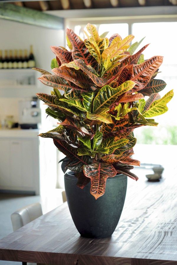 Croton cuidados y cultivo