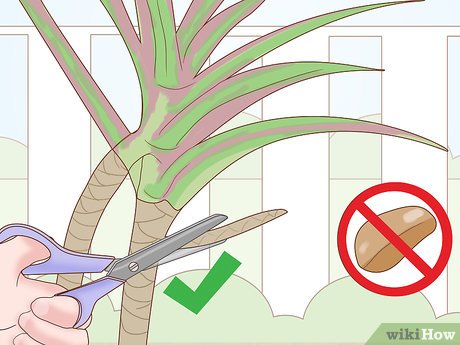 Como conseguir tallo de dracena mas fuerte