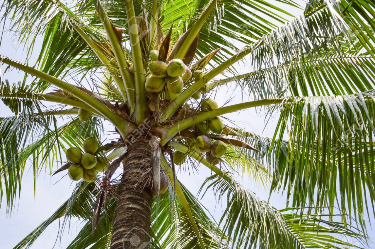 Cocotero con cocos