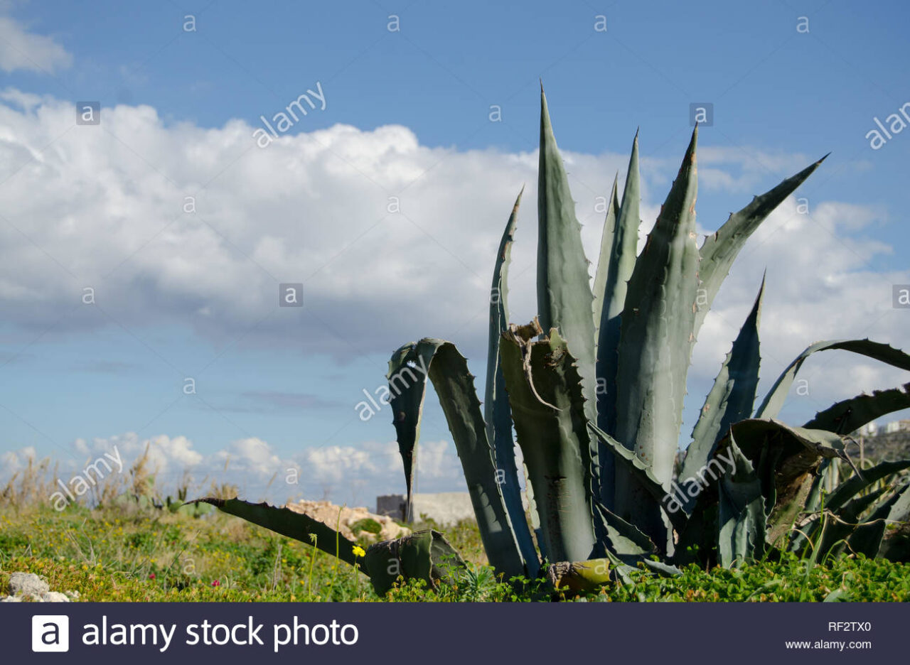 Planta aloe vera gigante