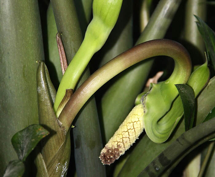 Nombre cientifico de la planta zamioculca