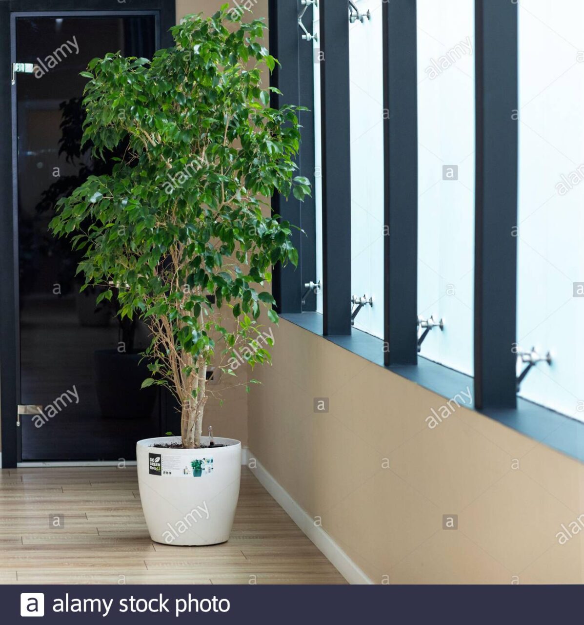 Ficus benjamina images