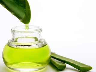 Aloe vera patas de gallo