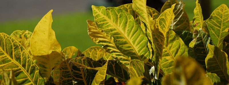 Origen del croton