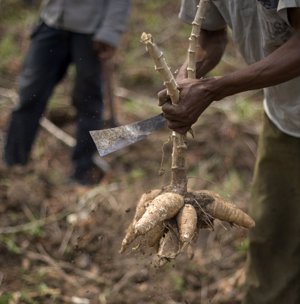 Origen de la palabra yuca
