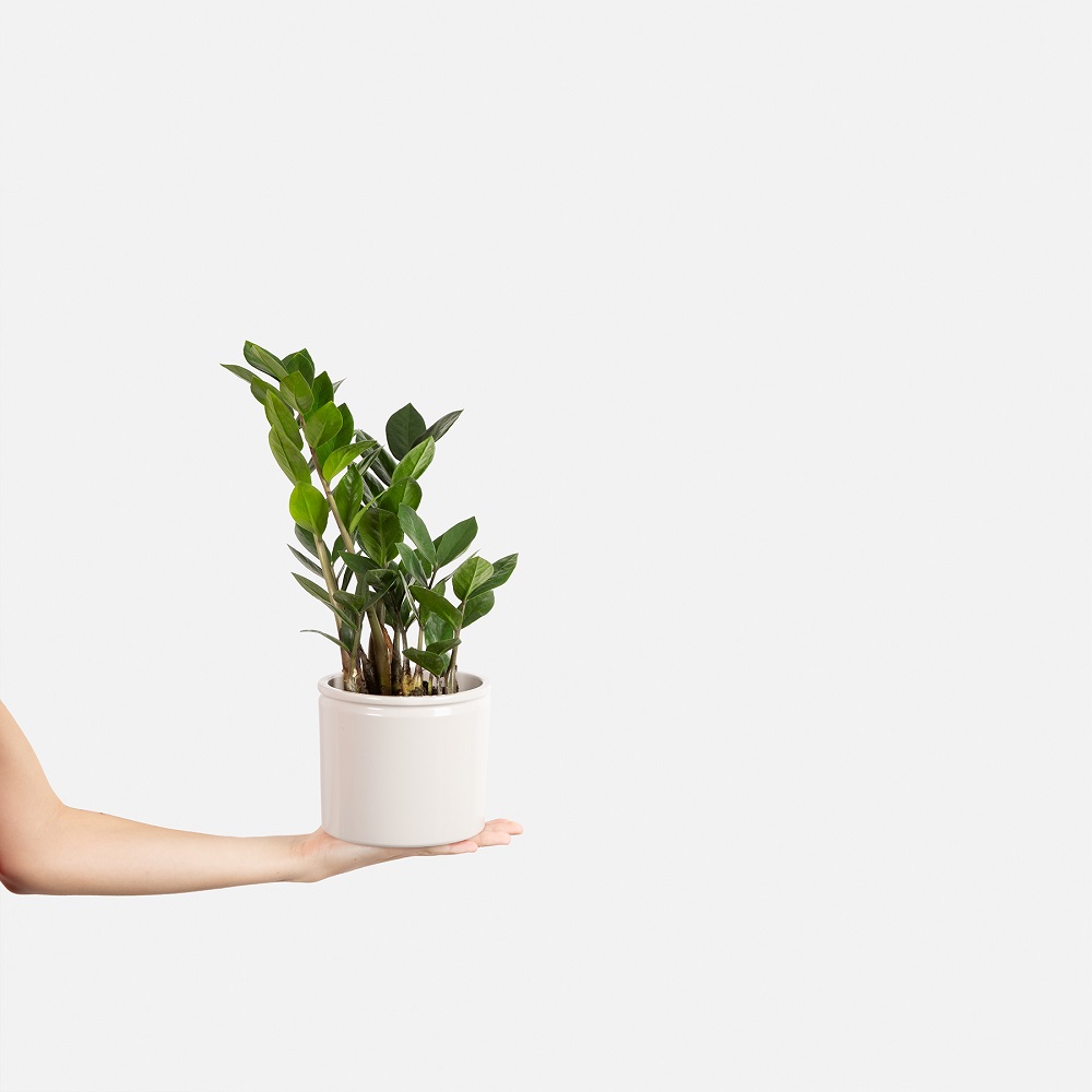 Cuidado de la planta zamioculca