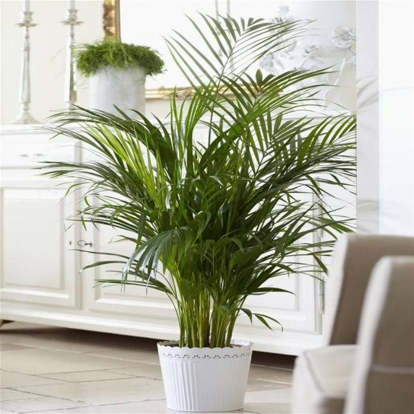 Cocotero planta interior decorar