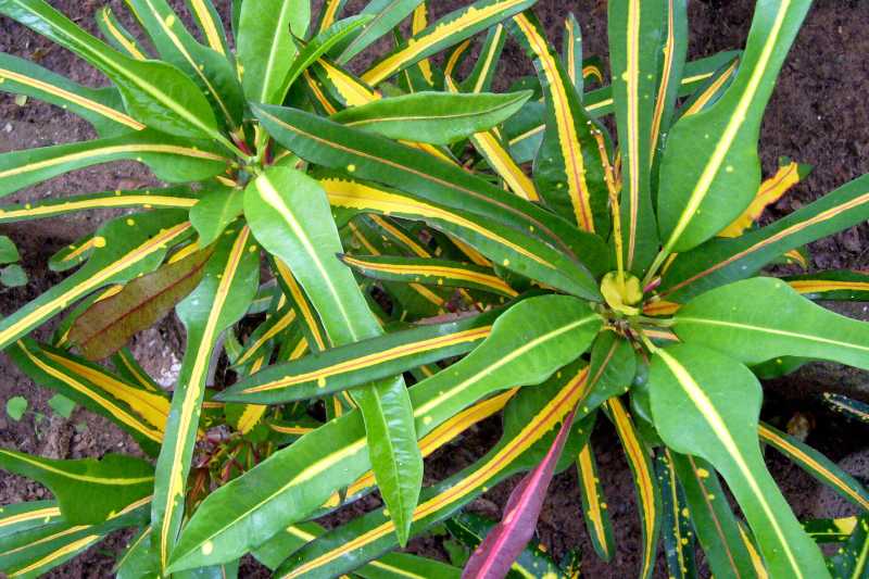 Planta parecida al croton