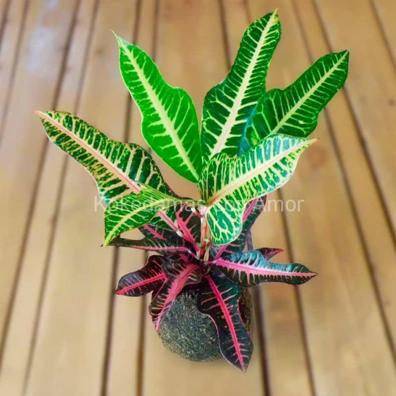 Croton planta cuidados