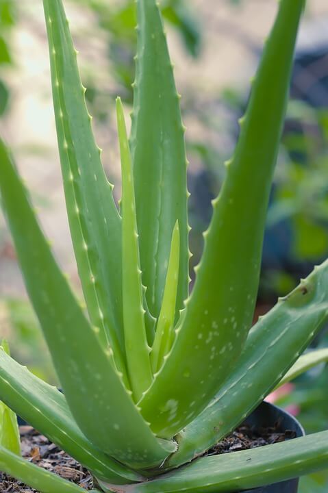 Aloe vera con pintas blancas