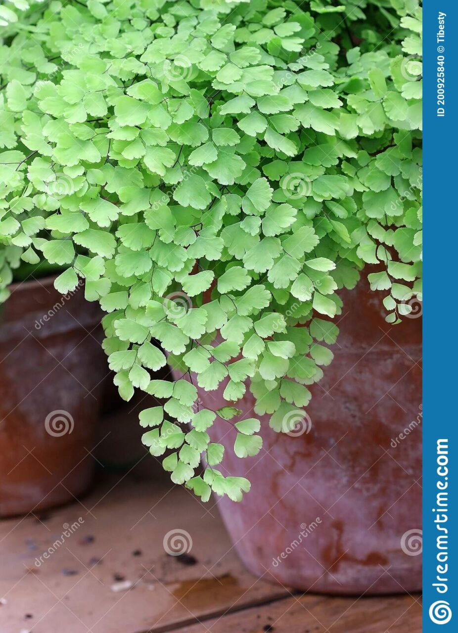 Planta adiantum raddianum