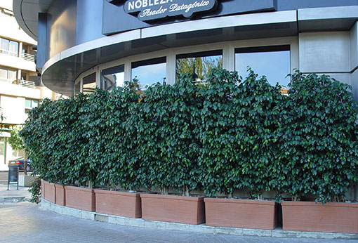 Cosas chulas guapas originales que hacer con ficus benjamina