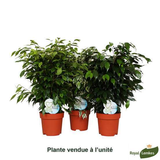 Fotos de ficus benjamina