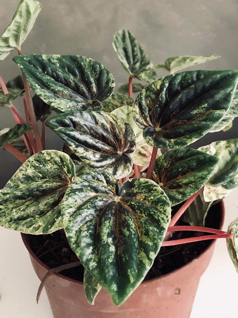 Planta peperomia caperata