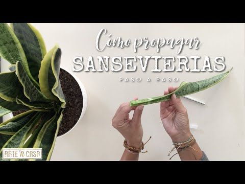 Como hacer esquejes de sanseviera