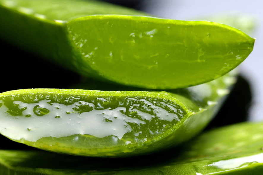 Como plantar una rosa en aloe vera