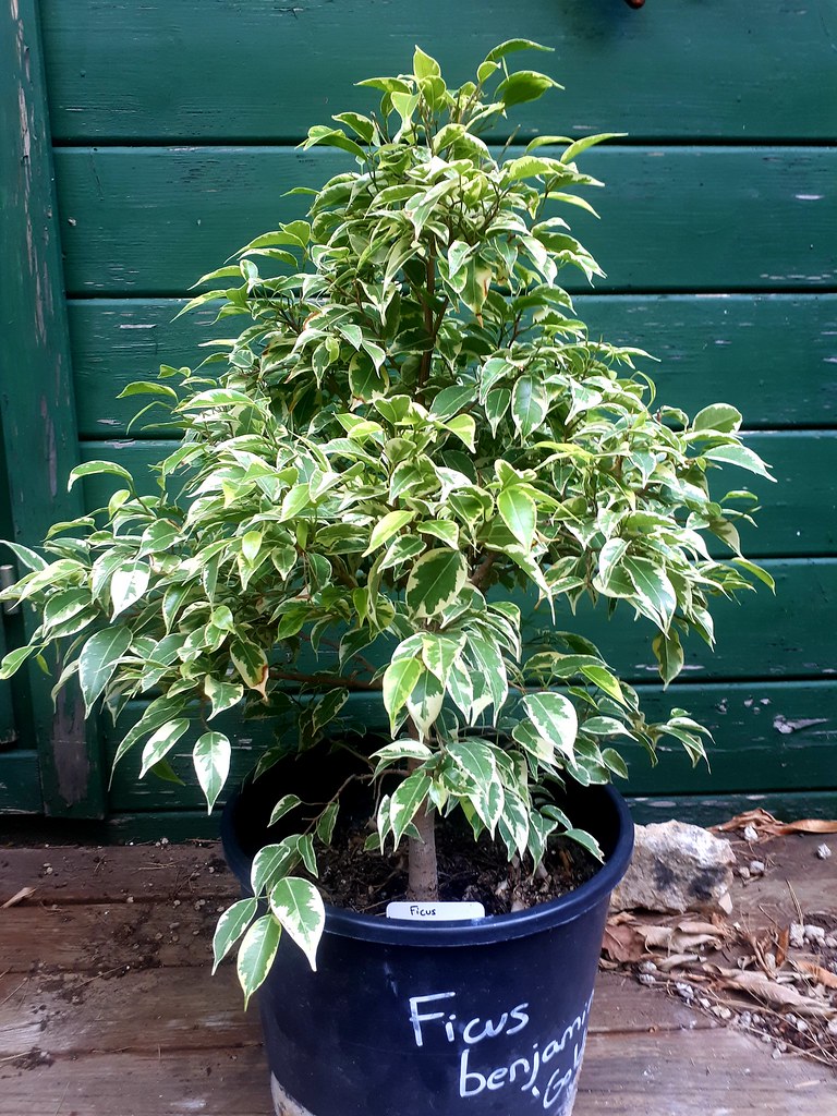 Ficus benjamina golden king