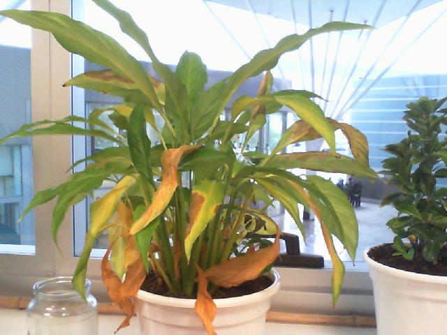 Planta espatifilo hojas verdes apagadas