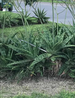 Semillas de aloe vera precio