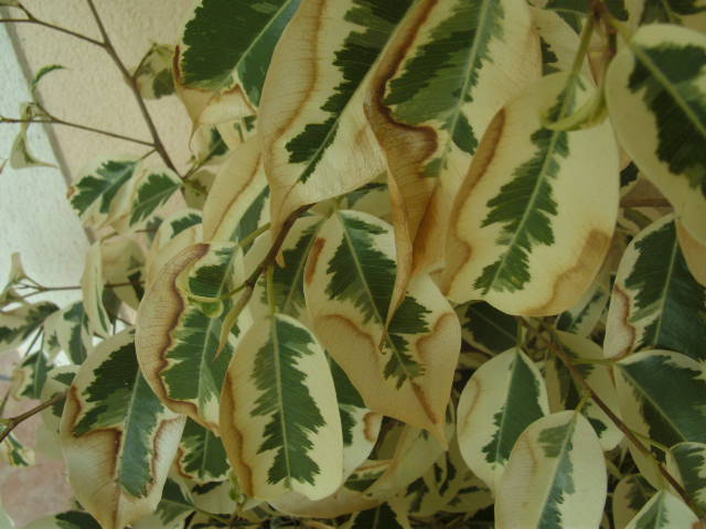 Ficus benjamina hojas negras