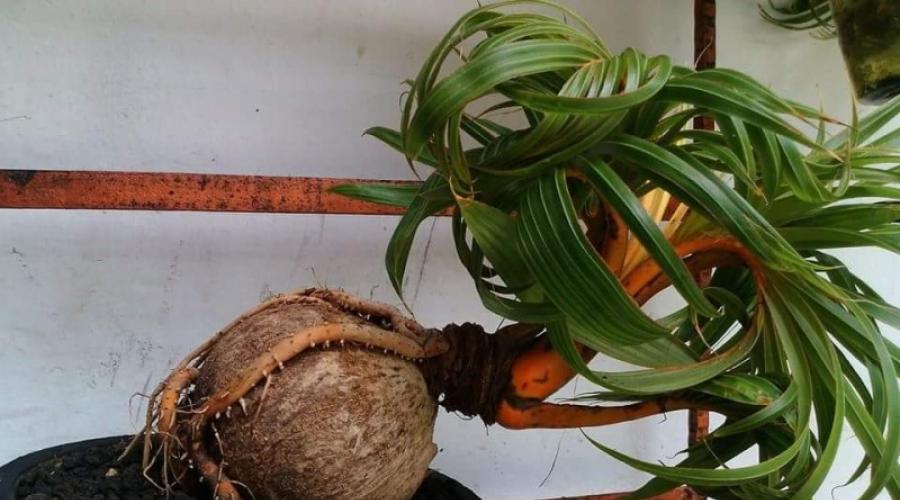 Cambiar de sitio un cocotero