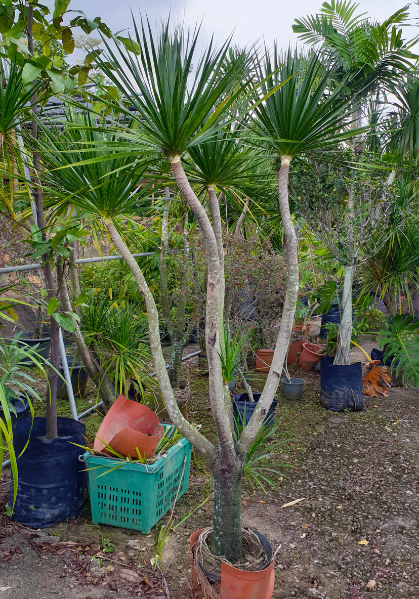 Como cortar una dracena marginata